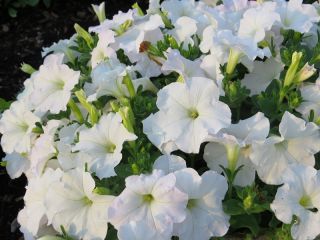 白色大花矮牵牛 -  80粒种子 - Petunia x hybrida  - 種子