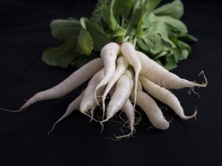 Radish, elongated roots variety mix - SEED TAPE