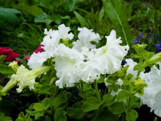 波立たせられた花 - 品種ミックス -  80種子とペチュニア - Petunia x hybrida fimbriatta  - シーズ