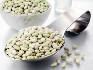 Kerdil kacang Prancis "Mona" - jenis flageolet - Phaseolus vulgaris L. - biji
