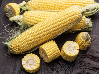 Gula jagung "Ammonia" - varieti awal sederhana yang dimaksudkan untuk penggunaan langsung dan mengekalkan - Zea mays convar. saccharata var. Rugosa - benih