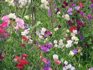 Happy Garden - "Sladki grah, ki se vzpenja z mano" - Semena, ki jih otroci lahko rastejo! - 24 semen - Lathyrus odoratus