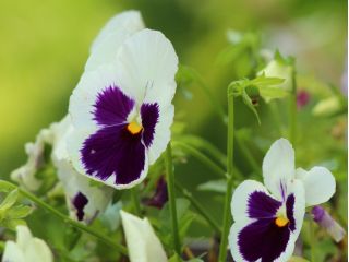 Swiss garden pansy - white, dotted