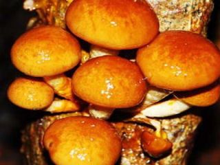 Asiatic mushroom set - 5 species - mycelium spawn plugs