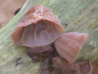 Азијски сет печурака - 5 врста - мицелијски чепови - 