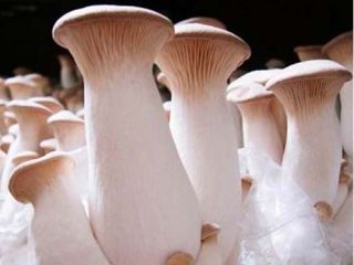 Set de hongos ostra - 4 especies - tapones de desove de micelio - 