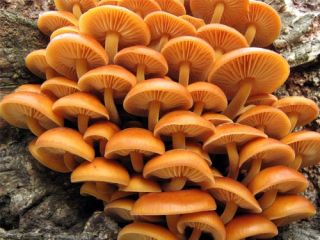 Funghi del miele e co - 3 specie di funghi: spine di spawn, spine di micelio - 