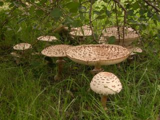 Nåletræsvampesæt + parasolsvamp - 7 arter - mycelium, gyde - 