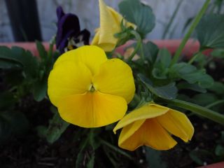 สวน pansy ดอกไม้ขนาดใหญ่ "Luna" - ในเฉดสีเหลือง lemony - 288 เมล็ด - Viola wittrockiana