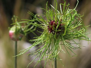 Wild garlic Hair – fuzzy flowers – large pack! – 50 pcs; onion grass, crow garlic, stag's garlic