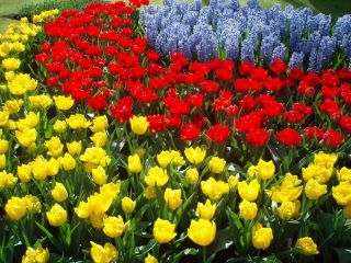 Gul tulipan, rød tulipan og blå drue hyacint - 45 stk - 
