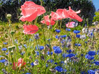 矢车菊+罂粟 -  2种开花植物种子的种子 -  - 種子