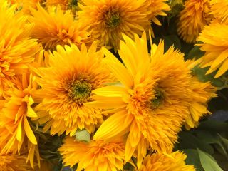 عباد الشمس الزينة - متوسطة طويلة متنوعة مع الزهور شبه مزدوجة - Helianthus annuus - ابذرة
