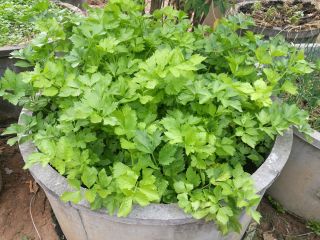Mini Garden - Listový celer - pro pěstování balkonů a teras -  Apium graveolens var. Secalinum - semena