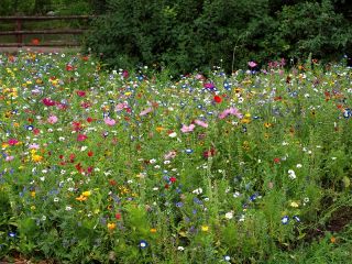 Đồng cỏ hoa - tuyển chọn hơn 40 loài thực vật có hoa - 100 gram - hạt