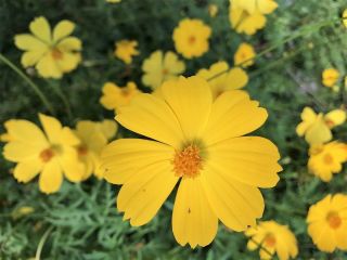 Cosmos galben de grădină; Asterul mexican -  Cosmos bipinnatus - semințe