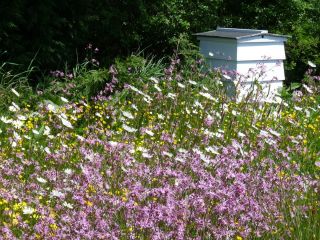 Honigpflanzen - Mehrjährige Pflanzenselektion für feuchte Standorte - 100 g