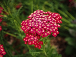 Yarrow umum - Merah - merah - Achillea millefolium