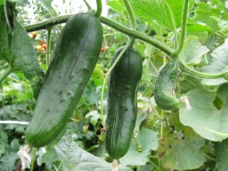 Salad cucumber  'Tomasz' - early variety for cultivation under covers