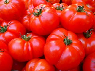 Карликове поле томатний 'Jutrosz' - ранній, дуже продуктивний сорт, ідеально підходить для соку -  Lycopersicon esculentum - Jutrosz - насіння