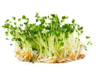 BIO EKO发芽种子 - 芝麻菜 - 经过认证的有机种子;火箭 -  Eruca sativa - 種子