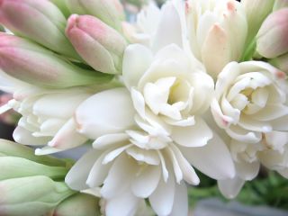 Polianthes, Tuberose The Pearl - 2 bulbs