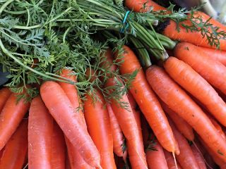 Carrot "Cubic" - late variety, easy to sow