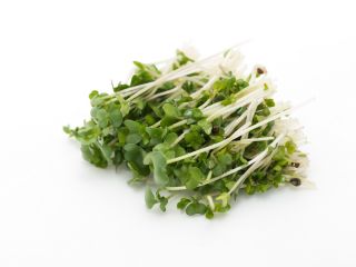 BIO Keimsprossen - Daikon-Rettich-zertifizierte Bio-Samen; weißer Rettich, Winterrettich, orientalischer Rettich, langer weißer Rettich