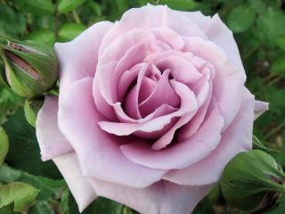 大輪のバラ-紫-鉢植えの苗 - 