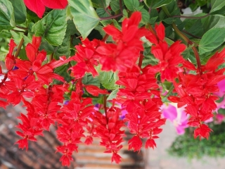 Šarlatová šalvěj "Piccolo" - odrůda s nízkým růstem a červené květy; tropický šalvěj - 