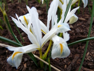 Netet iris - Wit - Grootverpakking! - 100 stuks; gouden gesaldeerde iris