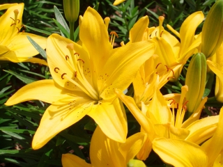 Lirio asiático de flores amarillas - Amarillo - ¡Paquete grande! - 15 piezas - 