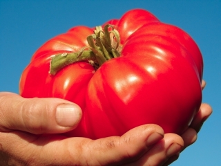 Tomate Corazón de Buey Rose - Oxheart - 50 semillas - Lycopersicon esculentum Mill