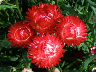 Emas abadi, Strawflower - varietas merah - 1250 biji - Xerochrysum bracteatum