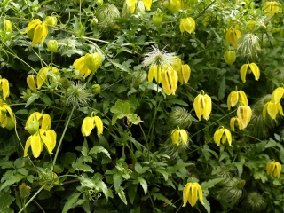 Tiara Dourada Clematis, sementes Bower da Virgem Russa - Clematis tangutica - 60 sementes