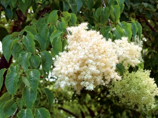 יפנית עץ לילך זרעים - Syringa reticulata