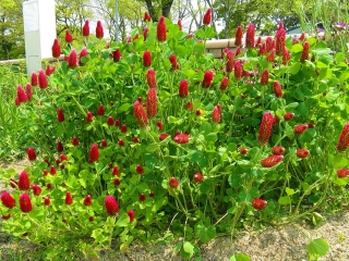 Crimson clover "Contea" - 5 kg; Italiaanse klaver - 
