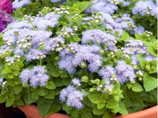 Alb-albastru flossflower; bluemink, blueweed, picior păsărică, pensula mexicană - 1440 de semințe - Ageratum houstonianum