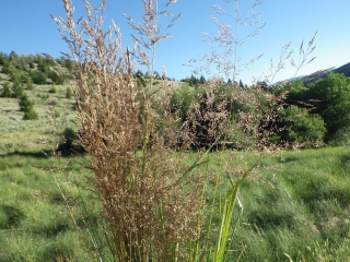 Kromi bentgrass menjalar - 5 kg - 