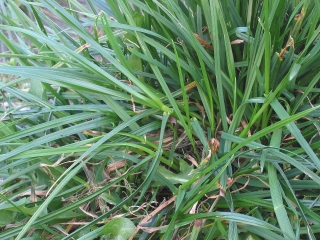 Ryegrass 2N Temprano tahunan, varietas padang rumput - 5 kg - 