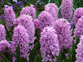 Hyacinth Splendid Cornelia - large package! - 30 pcs