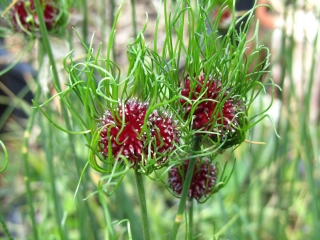 Wild garlic - hairy flowers - XXXL package! - 250 pcs; onion grass, crow garlic, stag's garlic