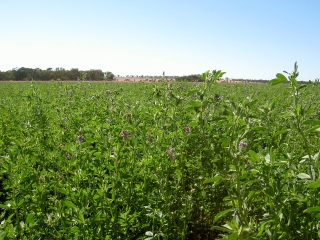 "La Bella Campagnola" alfalfa - 1 kg - 