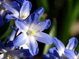 Chionodoxa forbesi blue - Glory of Snow forbesi blue - XXXL pakkaus - 500 kpl