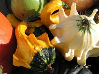 Gourd Autumn Wings semená - Cucurbita pepo - 22 semien