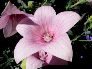 气球花富士粉红色种子 -  Platycodon grandiflorus  -  110种子 - 種子