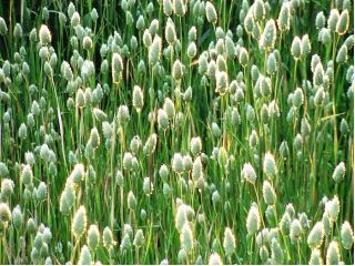 Kanarya Çayı tohumları - Phalaris canariensis - 600 tohumları