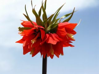 Keizerskroon - rood -  Fritillaria imperialis