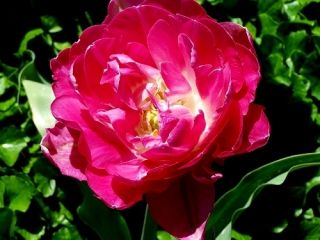 Tulipe May Wonder - paquet de 5 pièces - Tulipa May Wonder