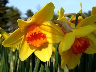 Narcissus Fortissimo - Daffodil Fortissimo - 5 lukovica